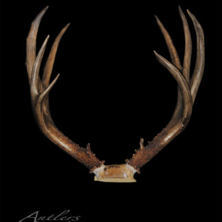 The Tower Mule Deer features a pair of brown antlers mounted on a black background with a small plaque labeled 0410. The antlers curve outward and upward, showcasing multiple tines.