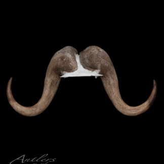 A pair of large, curved brown antlers displayed against a black background, resembling an exaggerated handlebar mustache. The text Musk Ox appears in the lower left corner.