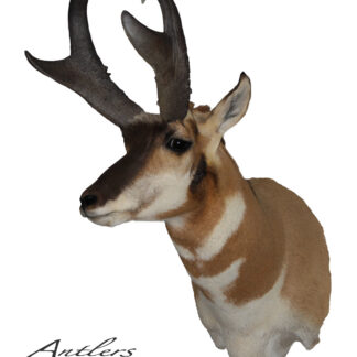 Taxidermy mount of a New Mexico Antelope with dark, curved horns and tan-and-white fur, displayed against a white background. The “Antlers by Klaus” logo is in the bottom left corner.
