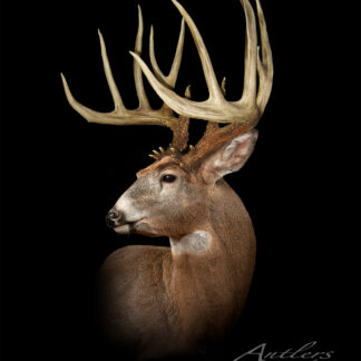 A high-quality image of a white-tailed deer with large, intricate antlers in profile against a solid black background. The text "Shadow Oaks Buck" appears in the lower right corner.