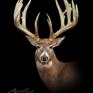 The Pat Smith Buck, a mounted white-tailed deer with impressive multi-point antlers, is showcased against a solid black background. The wide and tall antlers stand out above the deer's alert face.
