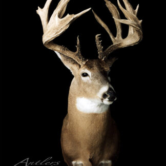 The Paul Wolf Buck is a mounted deer head with wide, heavily branched antlers displayed against a black background. The deer faces forward, highlighting its full chest and impressive antlers.