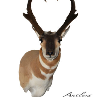 Heart Antelope: A mounted pronghorn antelope head with dark, heart-shaped curved horns, displayed on a white background.