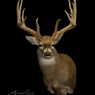 A mounted deer head with large, symmetrical antlers against a black background. The fur is brown with a white underside, and the multi-point antlers are on display. "Randy Johnson Sheds" is written in script at the bottom left.