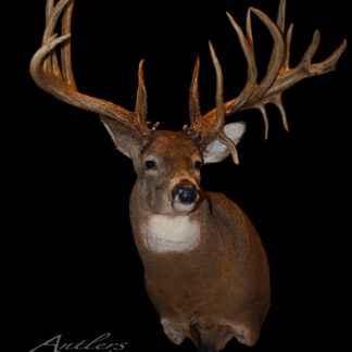 The Richard Stahl Buck, a mounted deer with large, branching antlers, is displayed against a solid black background. “Antlers by Klaus” is watermarked in the lower left corner.