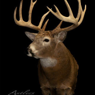 The Rock Creek Buck is a mounted deer head featuring large, symmetrical antlers against a black background. The brown-furred deer has a white throat and alert ears, making this trophy mount a striking display piece.