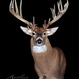 The Enos Schwartz Buck, featuring large, multi-pointed antlers and detailed tan and white fur, is photographed against a solid black background with the Antlers by Klaus logo in the bottom left corner.