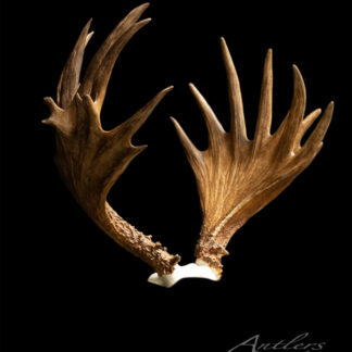 A pair of large, brown Schweb Mule Deer antlers with textured bases are displayed symmetrically against a black background, with the Antlers by Klaus logo in the lower right corner.