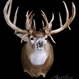 The Shawn Sears Buck, a mounted deer head with large, multi-pointed antlers and brown and white fur, is showcased against a solid black background. The antlers are prominently displayed with an "Antlers by Klaus" watermark in the image.