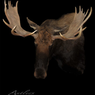 A Shiras Moose head with large, wide antlers is mounted against a solid black background. “Antlers By Klaus” and copyright text appear in the lower left corner.