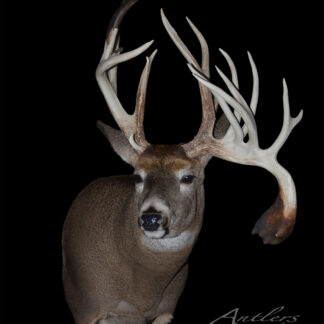 The Sidewinder Buck taxidermy mount features a large buck with asymmetrical, wide antlers and multiple tines against a black background. The impressive antler structure stands out, with the Antlers By Klaus logo also visible.