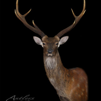 The Sitka mounted deer head with large antlers is shown against a black background. Its brown fur features lighter spots and upright ears. A watermark reading "Antlers By Klaus" appears in the lower left corner of the image.