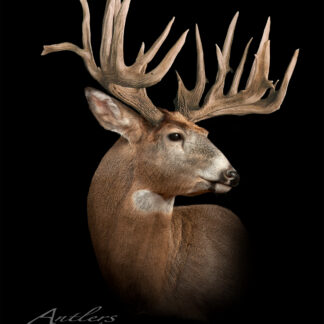 A Smart Buck taxidermy mount of a large white-tailed deer with impressive wide antlers is showcased against a solid black background, featuring "Antlers by Klaus" text in the bottom left corner.