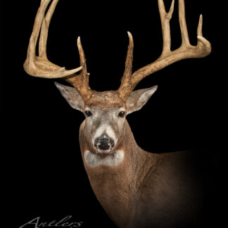 The Jason Smith Buck features a mounted deer head with large, symmetrical antlers against a solid black background. The detailed antlers and fur are highlighted, creating a dramatic and striking portrait of this animal.