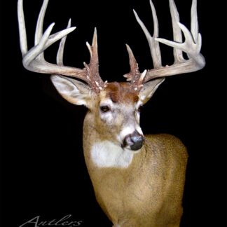 The Smith Head is a taxidermy mount of a large white-tailed deer, featuring wide, tall antlers with many points, displayed against a black background.