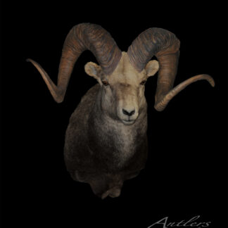The Snyder Stone Sheep taxidermy mount features a wild sheep with large, curved horns facing forward, set against a black background to emphasize the impressive size and shape of its horns.