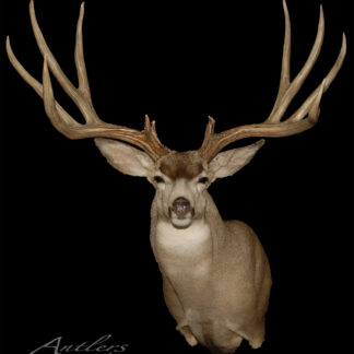 A taxidermy mount of the Sonora Giant Mule Deer with large, branching antlers is displayed against a solid black background. The text Antlers By Klaus appears in the lower left corner.