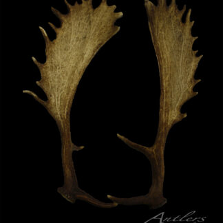 Two large, brown Spanish Fallow Deer antlers, with broad, flat surfaces and pointed edges, are displayed against a black background. The antlers curve slightly toward each other.