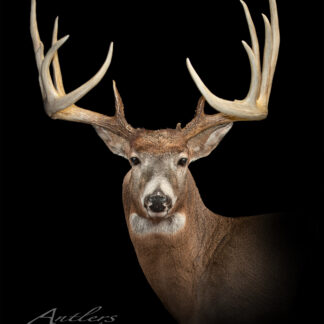 A taxidermy mount of a white-tailed deer with large, branching antlers is shown against a black background. The image features the product name Spruce Woods Sheds written in the lower left corner.