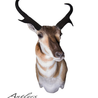 A Steinle Splat Antelope mounted pronghorn head with dark curved horns and tan-and-white markings is displayed on a white background. The Antlers By Klaus logo appears in the bottom left corner.