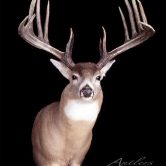 The Peter Swistun Buck, a mounted white-tailed deer with large branching antlers, is displayed against a black background. The deer faces forward with prominent antlers and an alert look. "Antlers by Klaus" is in the lower right corner.
