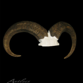 The Texas Aoudad features large, curved ram horns with a white skull base against a solid black background. The textured horns curve downward and inward. "Antlers By Klaus" appears in cursive at the bottom left.