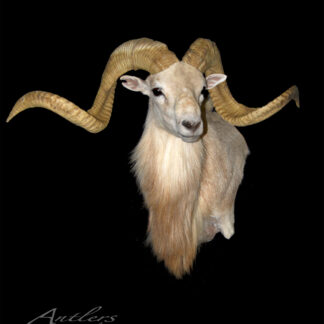 A taxidermy mount of a Texas Wide Flaring Dall Sheep, light brown with long, curved horns, displayed on a black background. Text at the bottom reads Antlers by Klaus.