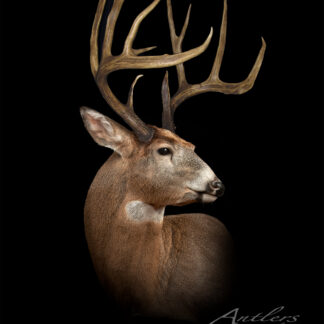 Texas Buck, a mounted white-tailed deer with large, branching antlers, is shown in profile against a black background, highlighting its detailed fur and impressive antler spread. "Antlers by Klaus" appears in the lower right corner.