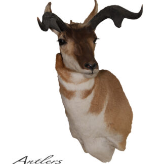 A mounted Devil Antelope head with distinctive curved horns and tan-white fur is displayed against a white background. The text Antlers By Klaus and copyright information appear in the bottom left corner.