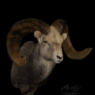 The Thunder Stone Sheep taxidermy mount features large, curved horns and thick grayish fur. Displayed against a black background, this mount captures the sheep's intense, focused expression.