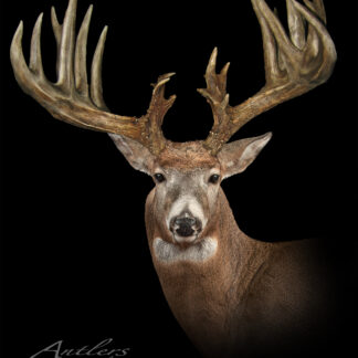 A mounted deer with large, wide, intricately branched antlers is displayed against a black background, shown from the shoulders up and facing forward. "Tom Sclieman Sheds" appears in the lower left corner.