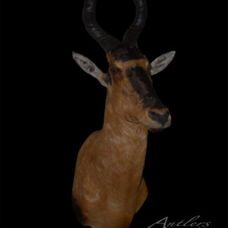 A Tsessebe mounted antelope head with dark, spiraled horns and brown fur is displayed against a black background. The Antlers By Klaus logo appears in the bottom right corner.