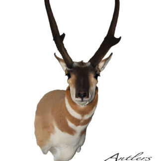 The Twin Towers Antelope is a mounted pronghorn antelope taxidermy head with long, dark, curved horns and tan-white fur, displayed against a white background. The Antlers by Klaus logo is in the bottom right corner.