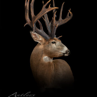 A mounted white-tailed deer with large, multi-tined antlers is displayed against a black background. "Unicorn Buck" and a copyright notice appear in the lower left corner.