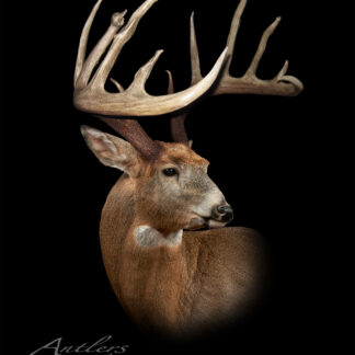 A close-up of the Dennis Vaudt Buck mounted deer head shows its large, branching antlers and detailed fur against a black background, facing slightly to the right.