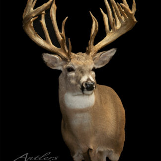 The Jim Wackler Buck taxidermy mount features a large whitetail deer with impressive antlers, shown against a solid black background. The image includes the signature "Antlers by Klaus.