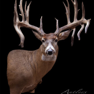 The Maverick Windels Buck, a mounted whitetail deer with an exceptionally large and wide antler rack, is displayed against a solid black background. "Antlers by Klaus" appears in the bottom right corner.