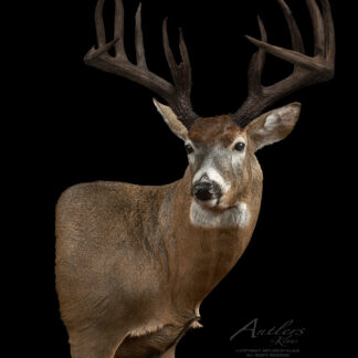 The Whiplash 10 features a mounted deer head with large, branched antlers set against a black background. Its brown and white fur and alert expression showcase the detailed taxidermy workmanship.