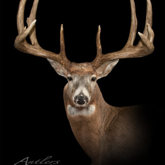 A mounted "Wisconsin 9 Point Mystery Shed" white-tailed deer with large, symmetrical antlers is displayed against a black background, professionally lit to highlight its texture. The words Antlers by Klaus appear in the corner.