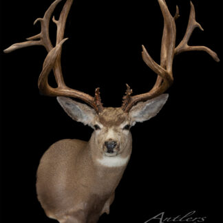 The Wild Wings Mule Deer mount features a deer with large, intricate antlers against a black background, shown from the chest up and facing forward. "Antlers by Klaus" appears in the lower right corner.