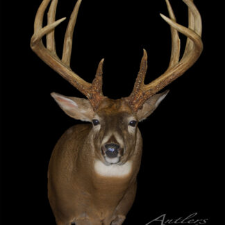 A mounted white-tailed deer, "Wisconsin Road Kill," with large antlers is displayed on a solid black background. The “Antlers by Klaus” logo appears in the bottom right corner.