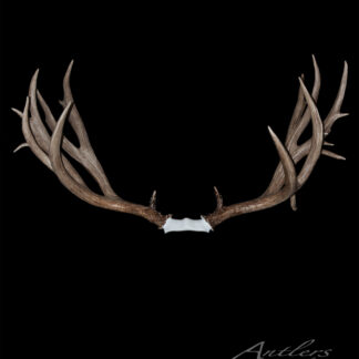 The Woodall Mule Deer features a large, symmetrical pair of brown antlers with multiple tines, displayed front-facing against a solid black background with the skull base attached.
