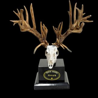 A Bath Sheds Miniature mounted deer skull with large, intricately branched antlers is displayed on a black stand against a black background.