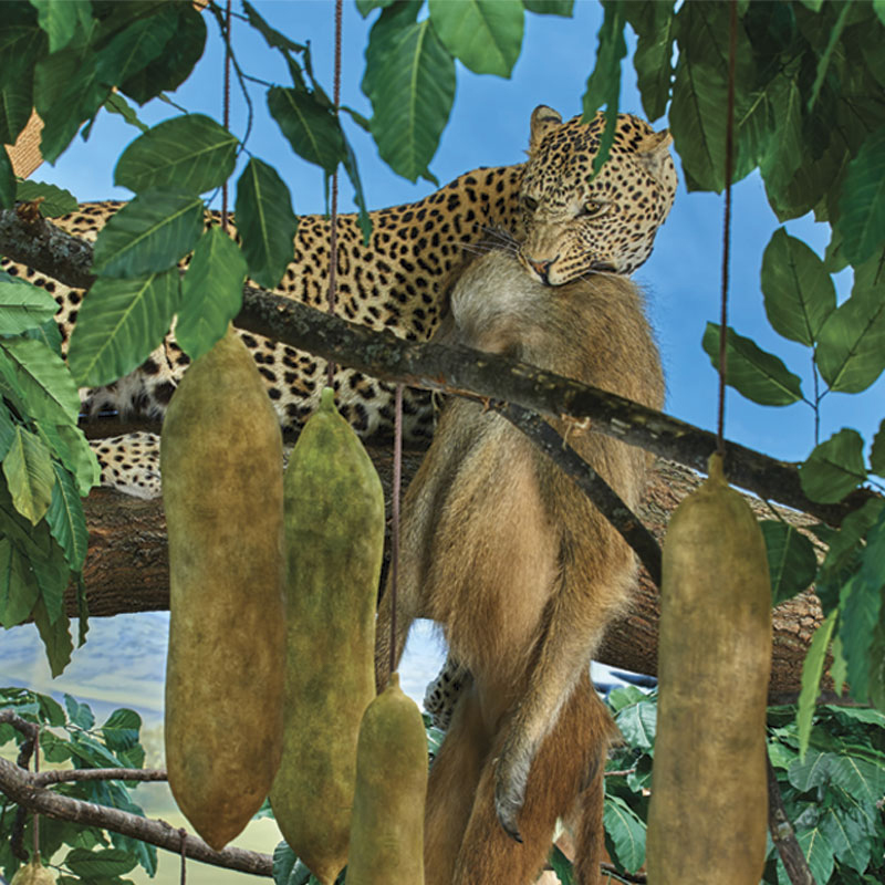 A leopard lies on a tree branch, holding its prey—a monkey—in its mouth. Large, elongated seed pods and green leaves hang from the branches around the animals. The sky is visible in the background.