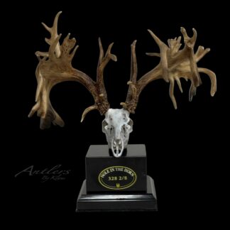 The Hole in the Horn Miniature features a mounted deer skull with large, uniquely shaped antlers on a black base and a plaque reading "Hole in the Horn, 328 2/8," set against a solid black background.