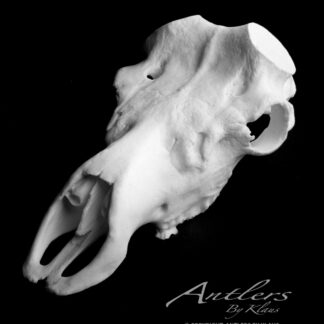 An Irish Elk Skull is displayed against a black background. The text “Antlers By Klaus” and a copyright notice are shown in the bottom right corner.