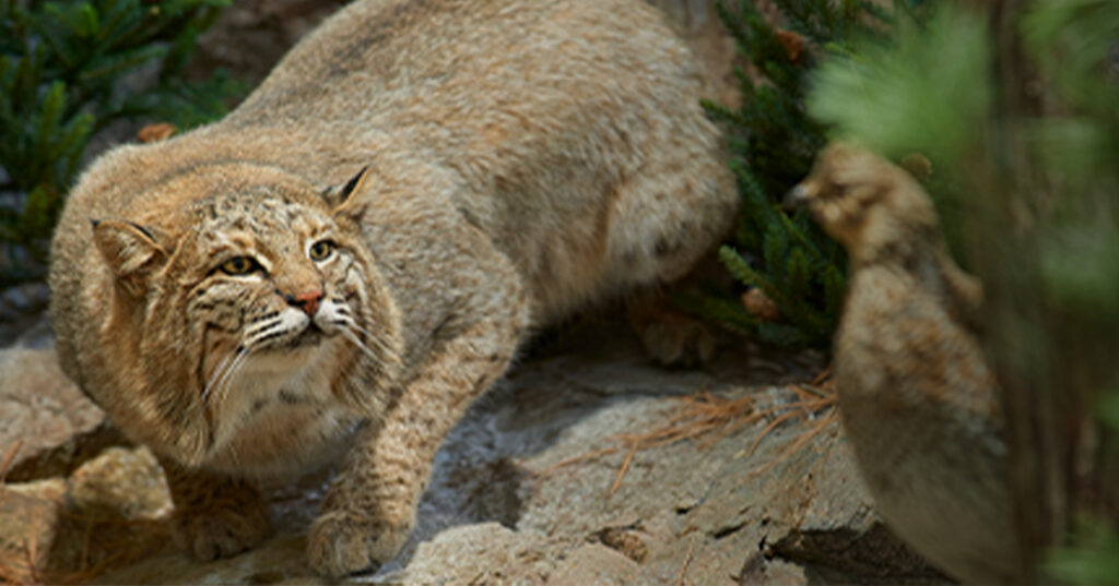 A wildcat crouches on rocky ground, intently staring at a quail nearby among green shrubs, preparing to pounce.