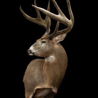 The Elsenheimer Maine 8 Pt Record white-tailed deer taxidermy mount, featuring large antlers, is displayed against a solid black background.