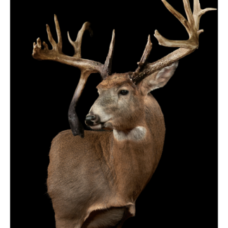 The Wisconsin Amish Buck is a taxidermy mount of a large buck with an unusual antler and leg growing from its head, displayed against a black background.
