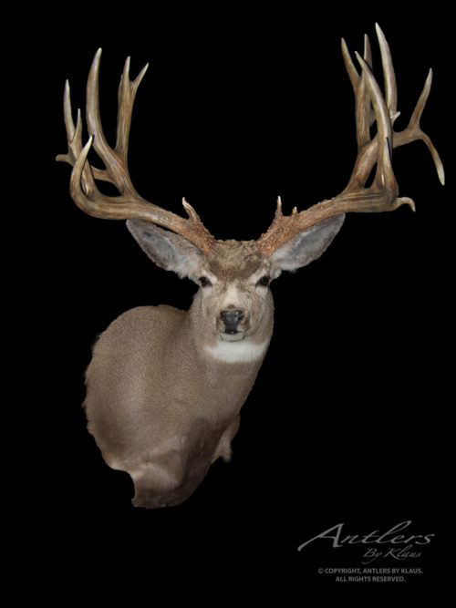 Mule Deer Archives - Antlers by Klaus
